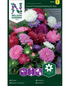 Dwarf chrysanthemum mix - sommaraster, dvärg
