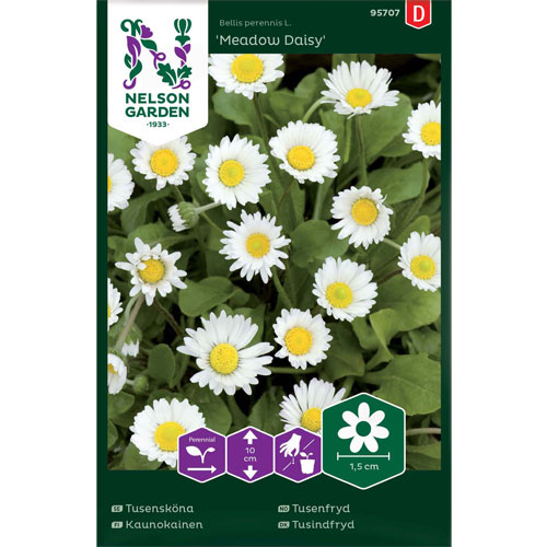 Meadow Daisy - tusensköna