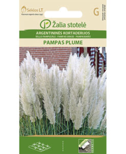 Pampas Plume