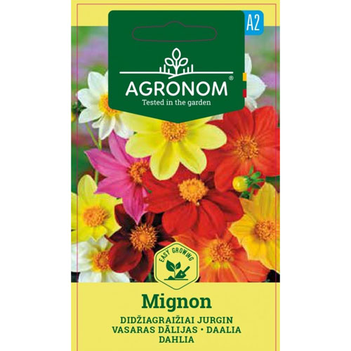 Mignon - Dahlia