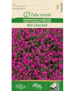 Red Cascade - kantlobelia