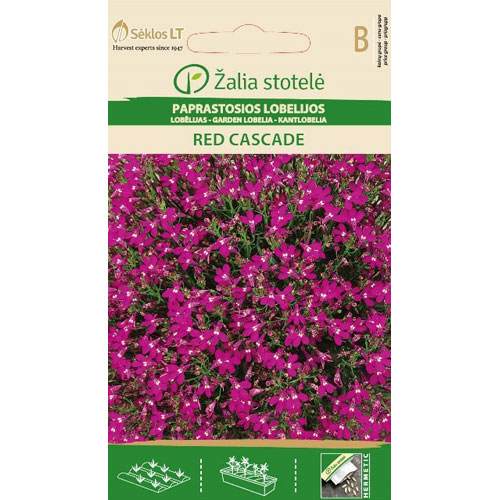 Red Cascade - kantlobelia