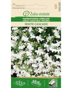 White Cascade - kantlobelia