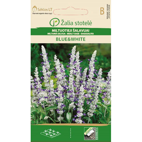 Blue & White - daggsalvia