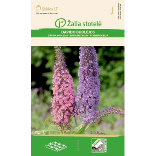 Syrenbuddleja