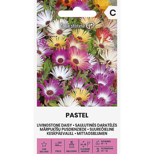 Pastel - stor doroteablomma