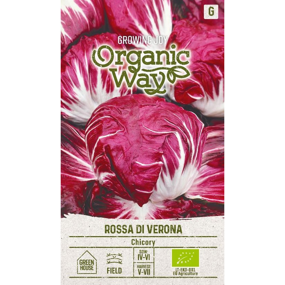 Rossa di Verona - cikoriasallat