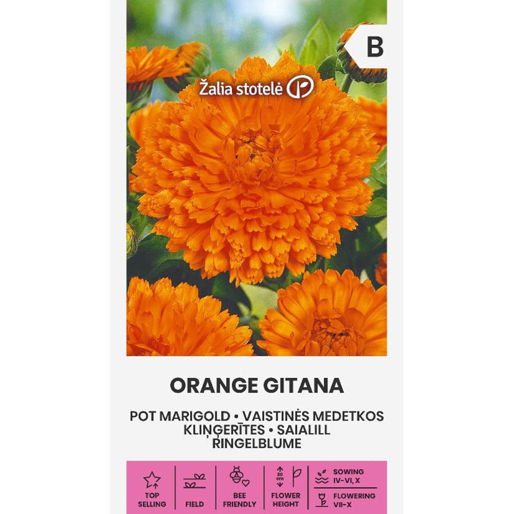 Orange Gitana - ringblomma