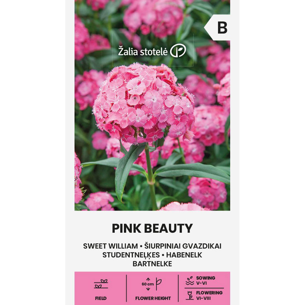 Pink Beauty - borstnejlika
