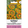 Daybreak H - gazania