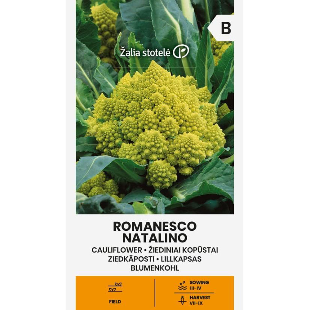 Romanesco Natalino - blomkål