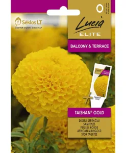 Taishan Gold - stor tagetes