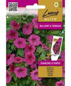 Diamond H Purple - petunia